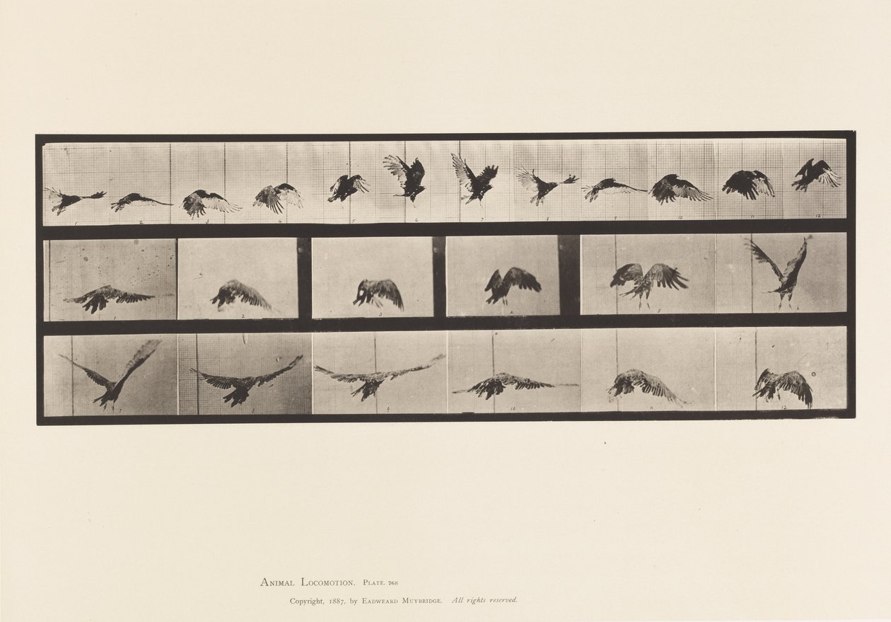 Levy 768. Korppikotka; Lentäminen tekijältä Eadweard Muybridge