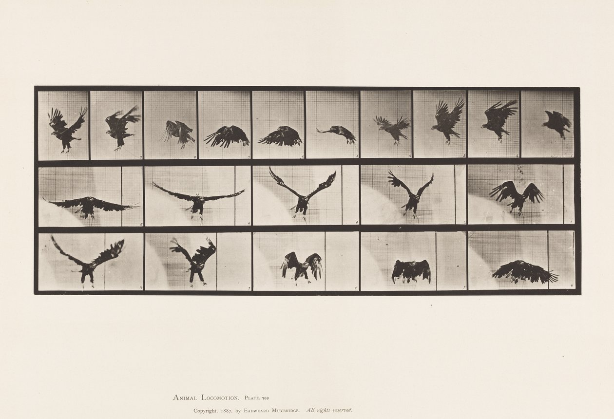 Levy 769. American Eagle; Lentäminen tekijältä Eadweard Muybridge