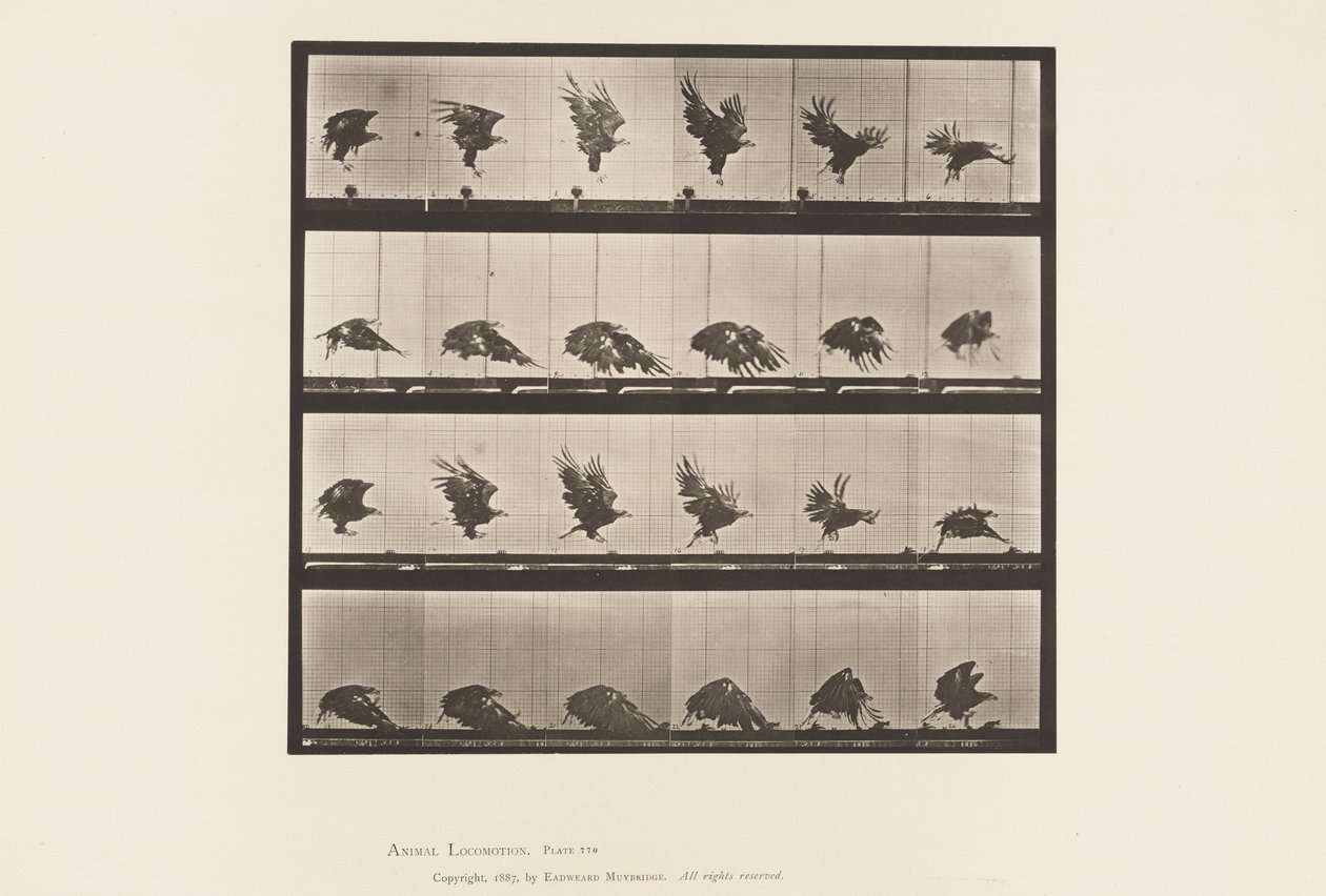 Levy 770. American Eagle; Lentäminen lähellä maata tekijältä Eadweard Muybridge