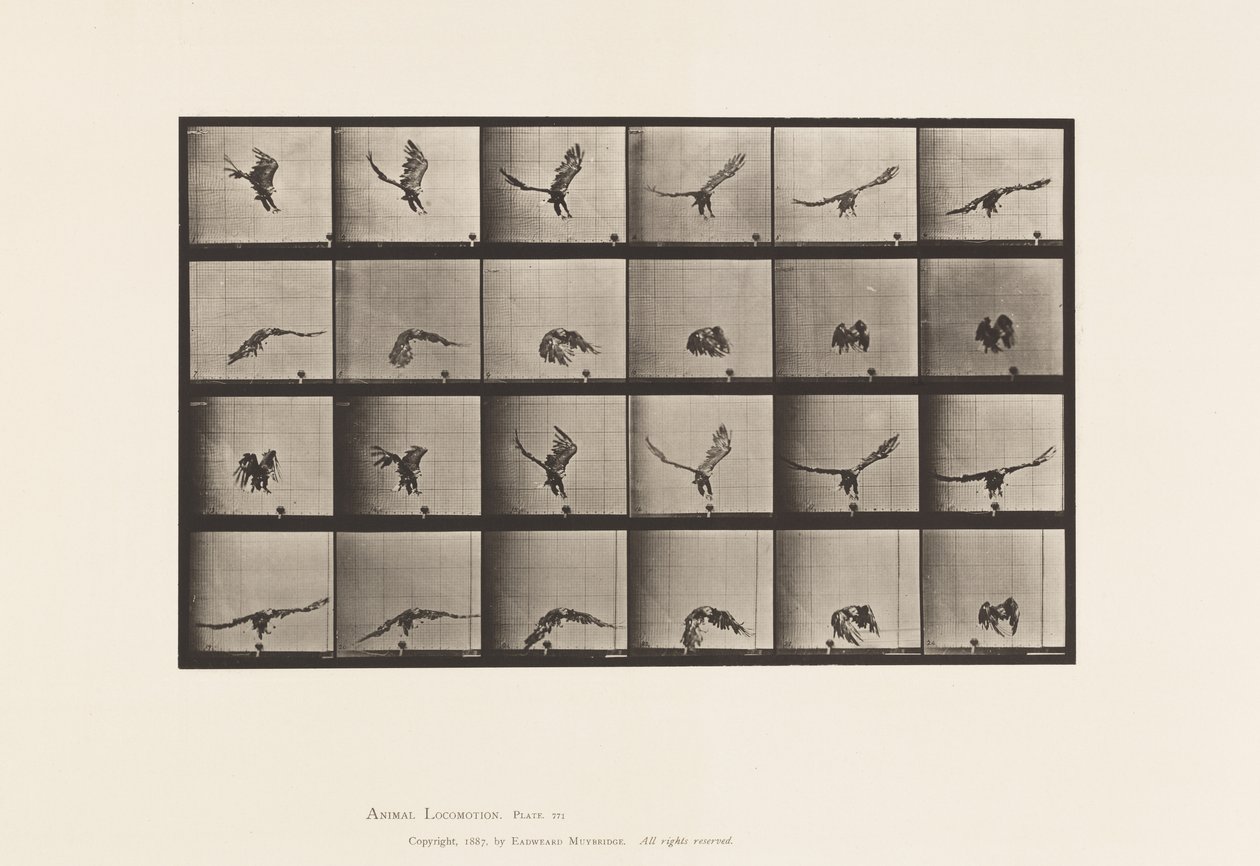 Levy 771. American Eagle; Lentäminen lähellä maata tekijältä Eadweard Muybridge