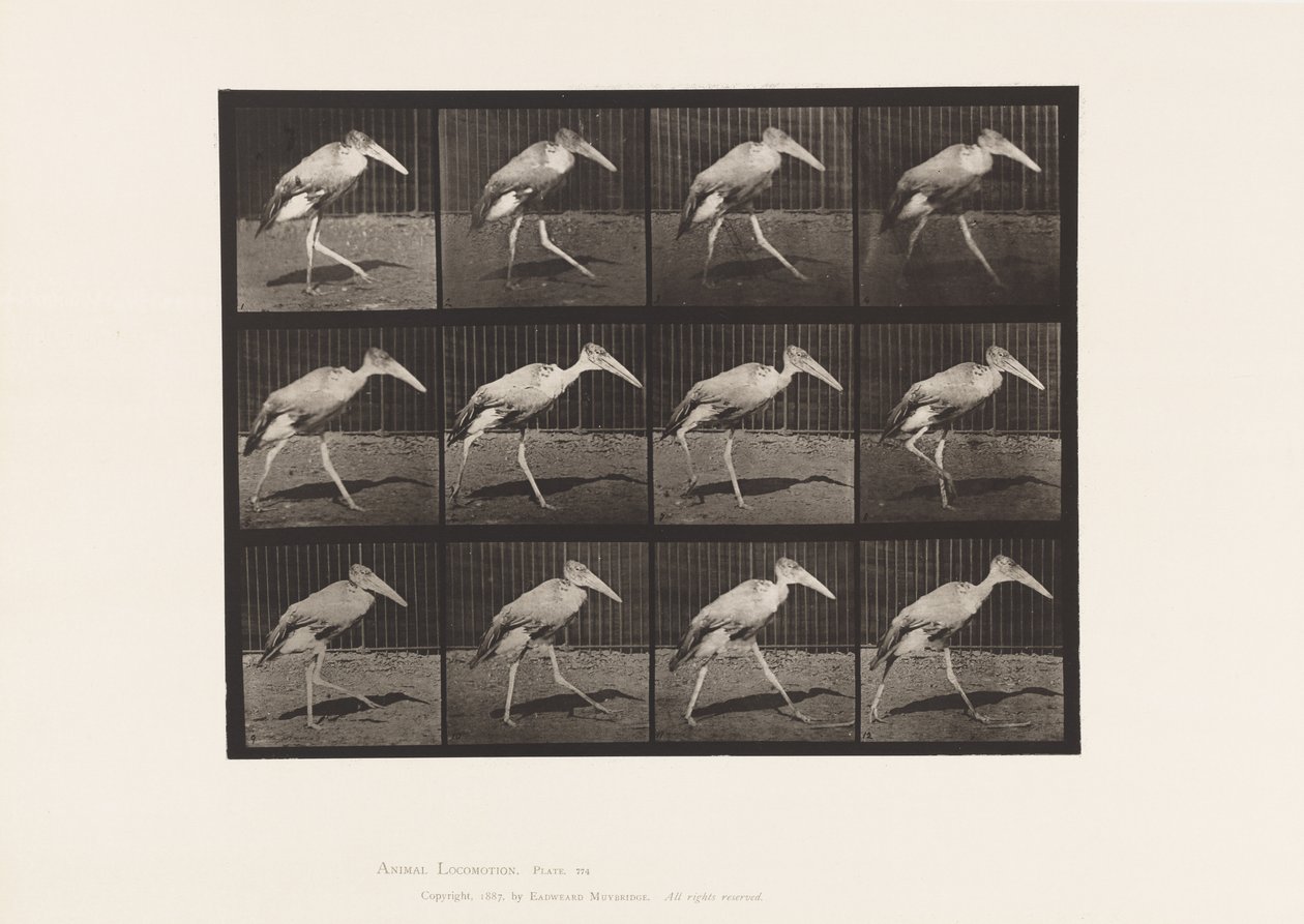 Levy 774. Adjutantti; Kävely tekijältä Eadweard Muybridge