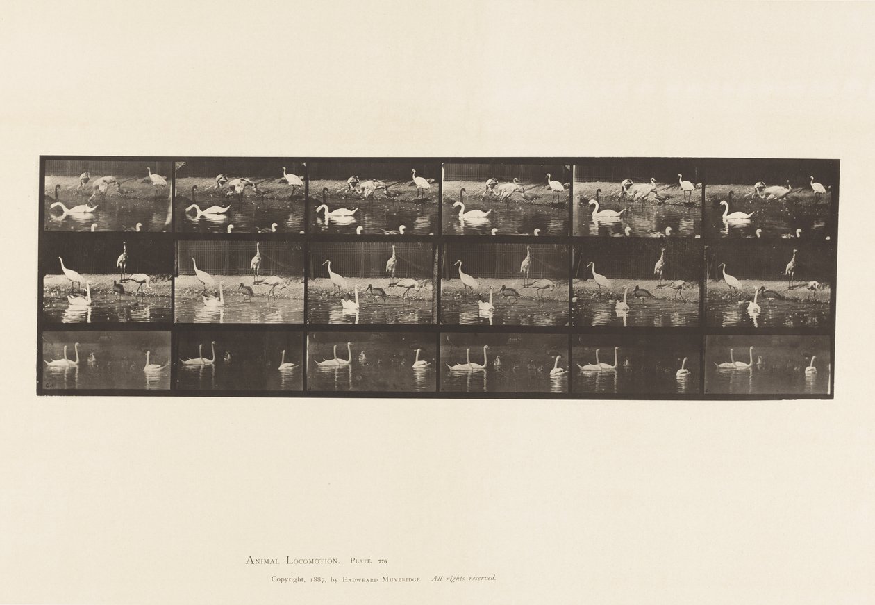 Levy 776. Haikarat; Joutsenet jne, A, B, C tekijältä Eadweard Muybridge