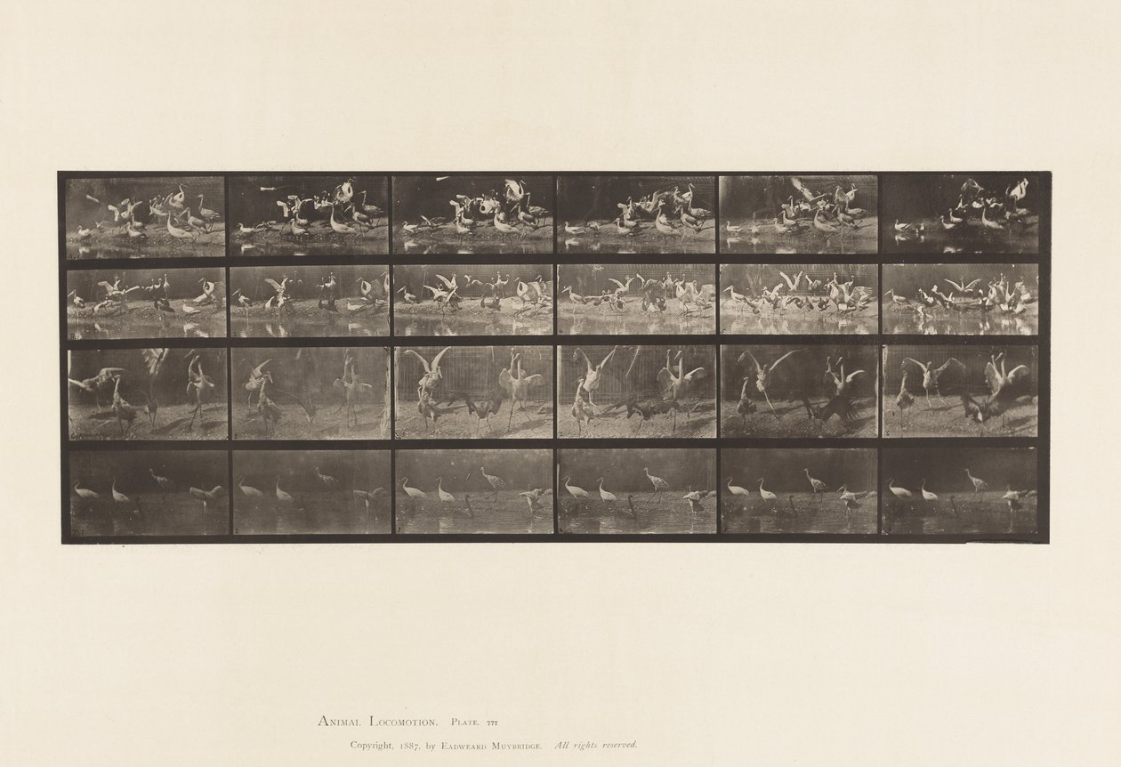 Levy 777. Haikarat; jne, A, B, C, D tekijältä Eadweard Muybridge