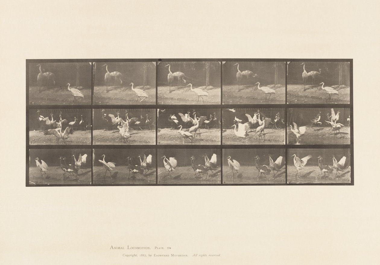 Levy 778. Haikarat; jne, A, B, C tekijältä Eadweard Muybridge