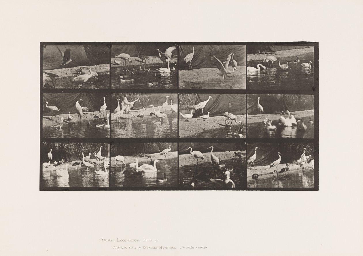 Levy 780. Haikarat; Joutsenet jne. tekijältä Eadweard Muybridge