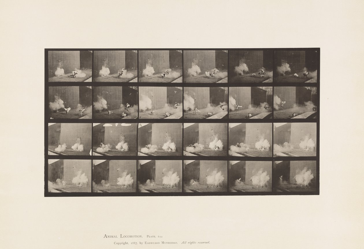 Lauta 781. Kanat; Torpedo pelottaa tekijältä Eadweard Muybridge