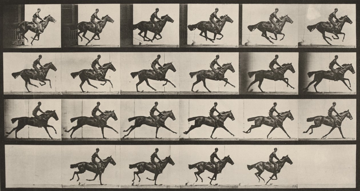 Taulu numero 625. "Bouquet" laukkaa tekijältä Eadweard Muybridge