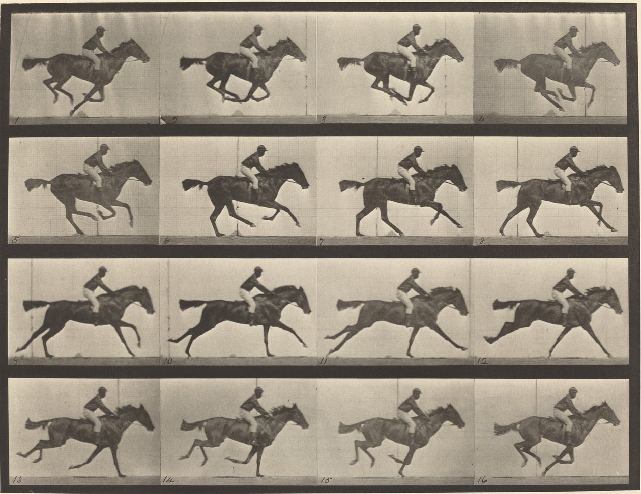 Kilpinumero 626. Laukka, täysiverinen lahdentamma, Annie G. tekijältä Eadweard Muybridge