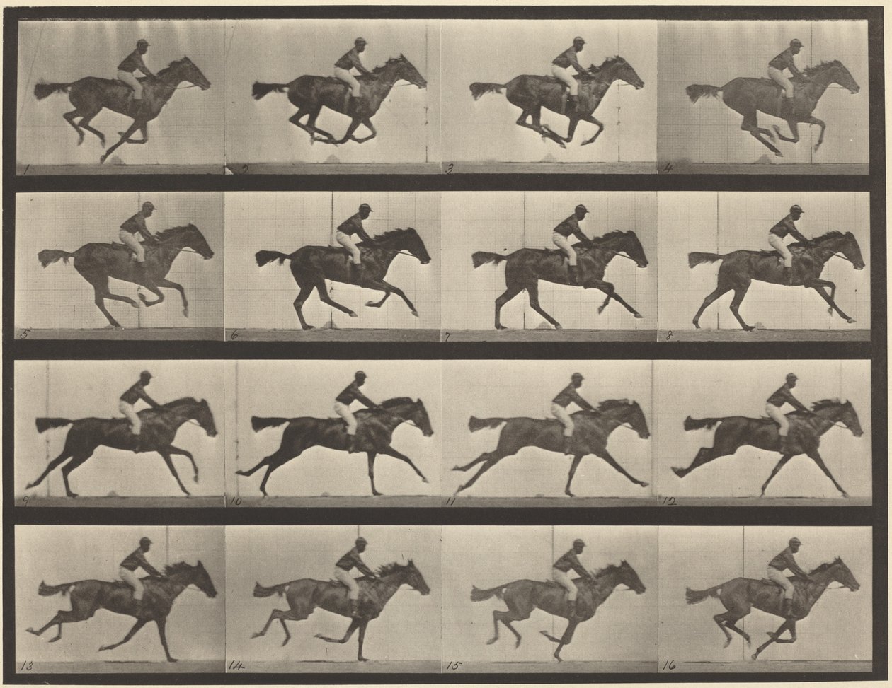 Taulu numero 626. Laukka, täysiverinen ruunikko tamma Annie G. tekijältä Eadweard Muybridge