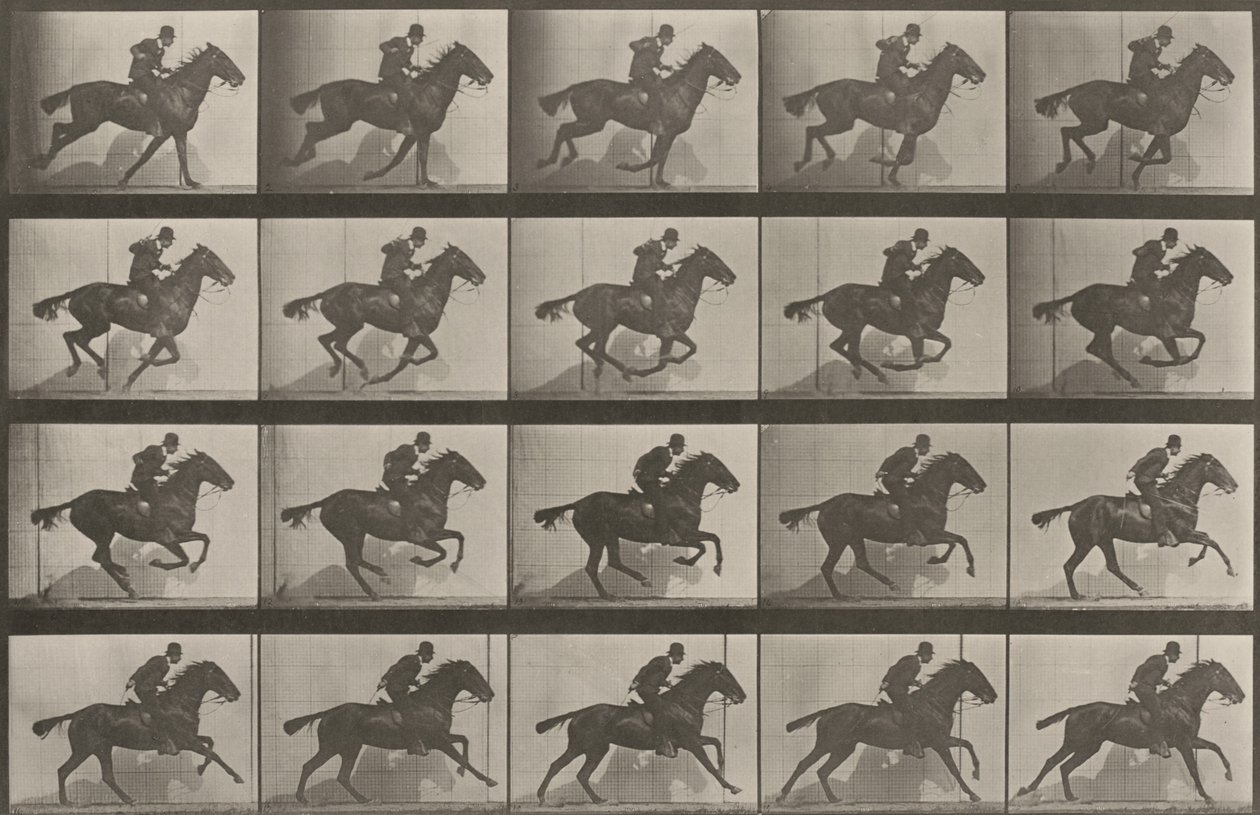 Kuvalaatta numero 628. "Daisy" laukkaa tekijältä Eadweard Muybridge