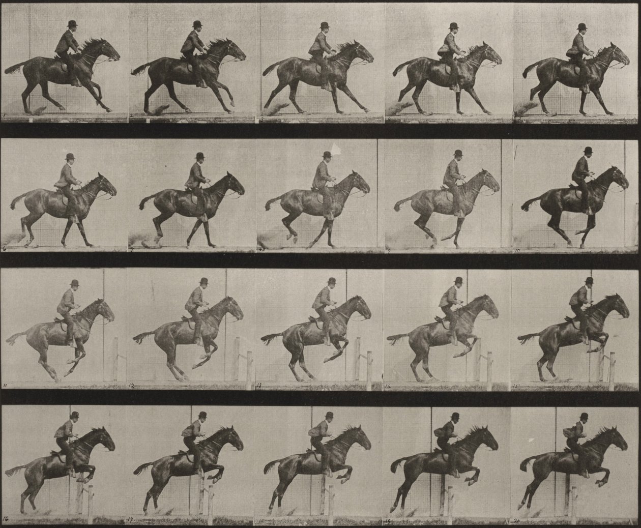 Kuvalaatta numero 636. Satuloitu "Daisy" hyppää esteen yli ja valmistautuu hyppyyn tekijältä Eadweard Muybridge