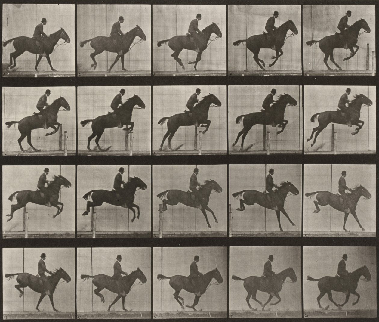 Taulu numero 639. Satuloitu "Daisy" hyppäämässä esteen yli tekijältä Eadweard Muybridge