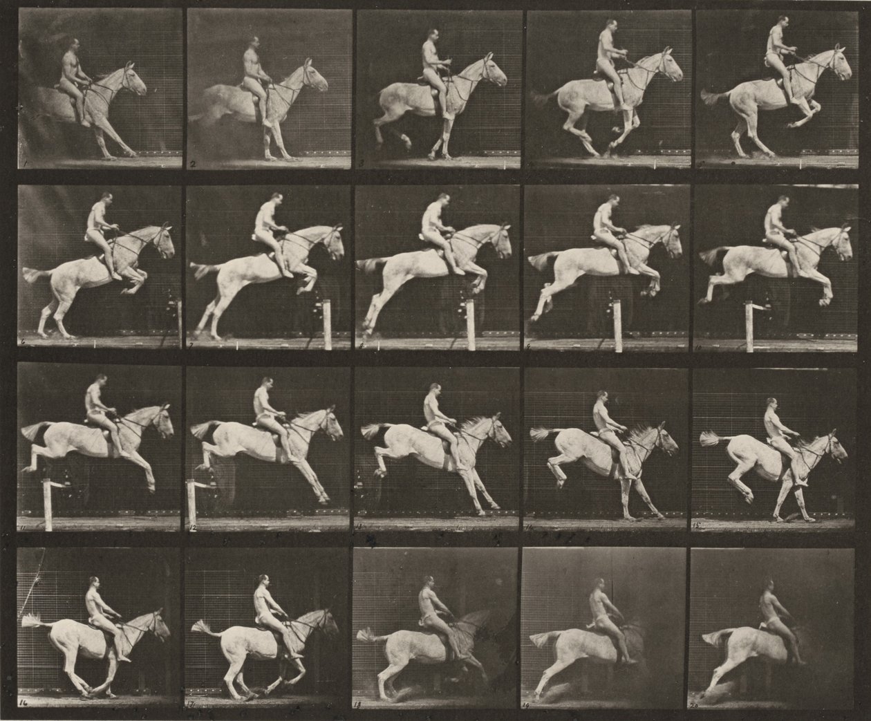 Kuvalaatta numero 642. Satuloitu "Pandora" hyppää esteen yli; ratsastaja on alaston tekijältä Eadweard Muybridge