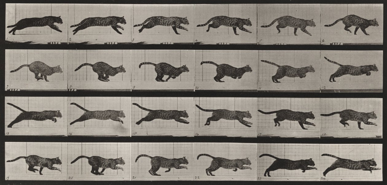 Taulu numero 720. Kissa; laukkaa tekijältä Eadweard Muybridge