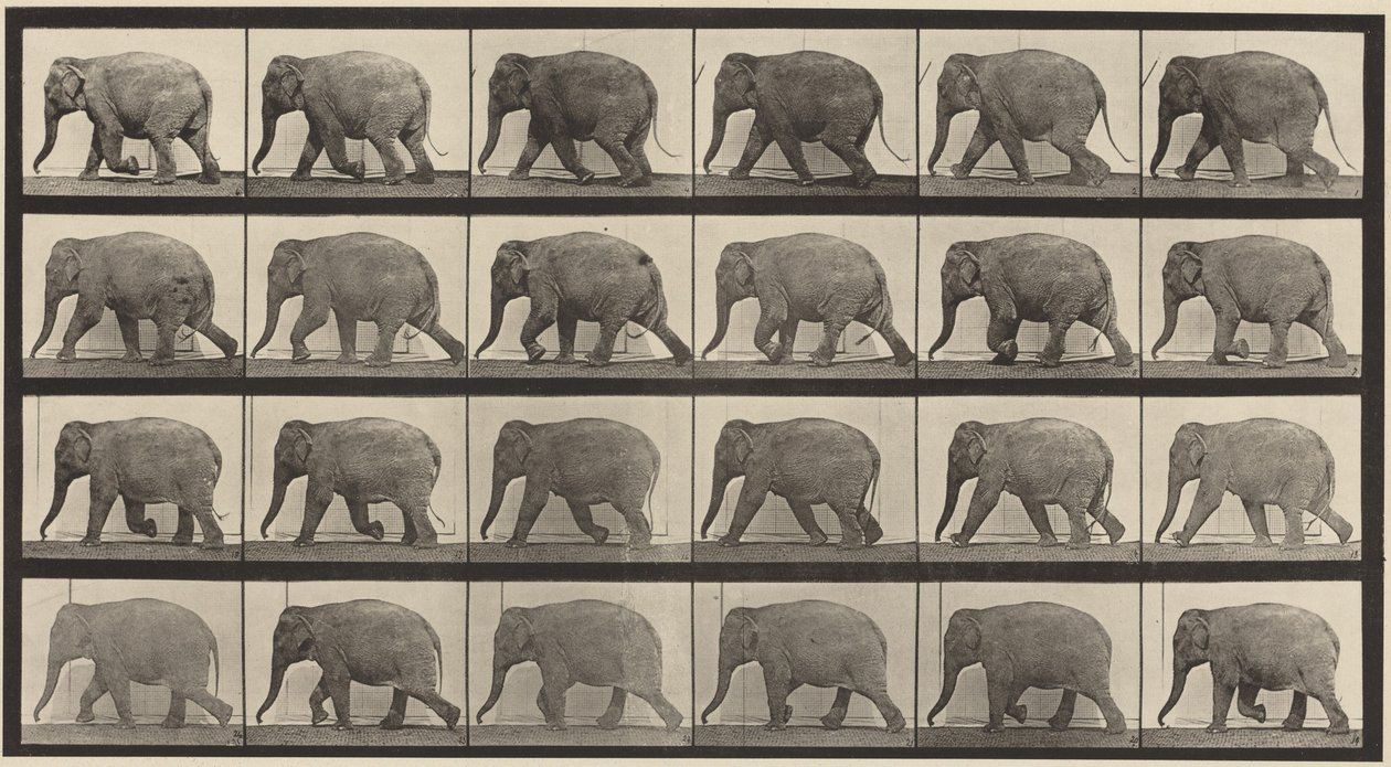 Taulu numero 733. Kävelevä norsu tekijältä Eadweard Muybridge