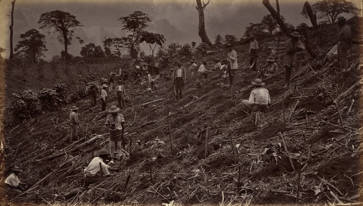 Kahviviljelmän perustaminen Antigua de Guatemalassa, 1875, julkaistu 1877 (kuva). tekijältä Eadweard Muybridge