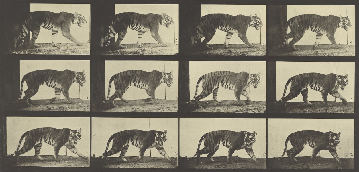 Tiger Walking, levy 729, Animal Locomotion, 1887 tekijältä Eadweard Muybridge