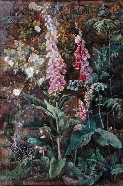 Digitalis Purpurea ja Rosa Rugosa (akvarelli paperille) tekijältä Edith Isabel Barrow