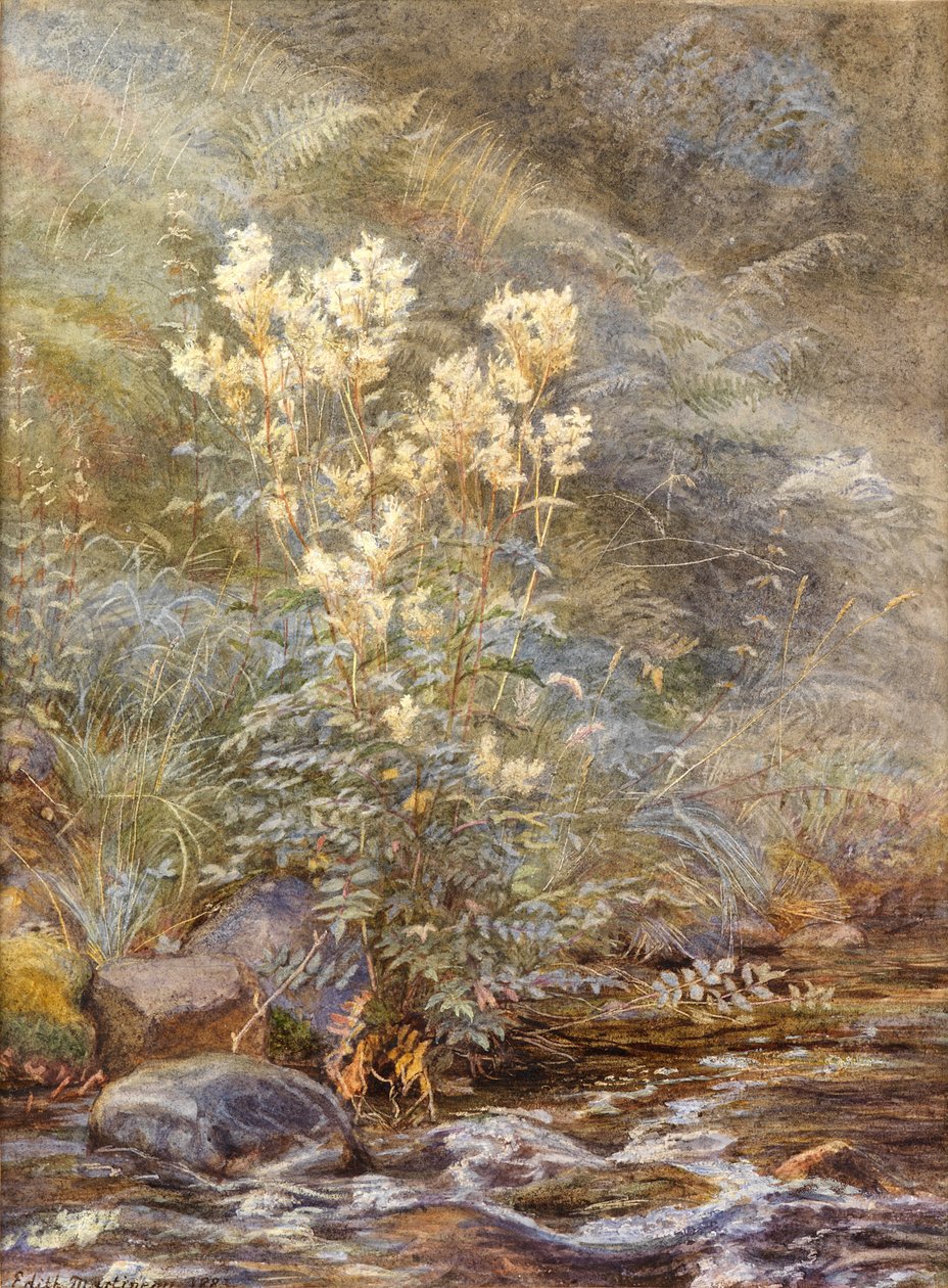 Meadowsweet beside a Burn, Invernesshire, n. 1883 (akvarelli korostettu valkoisella) tekijältä Edith Martineau