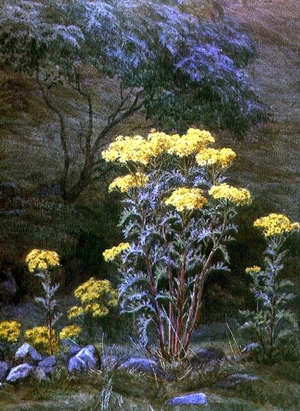 Ragwort on a Bank (akvarelli paperille) tekijältä Edith Martineau