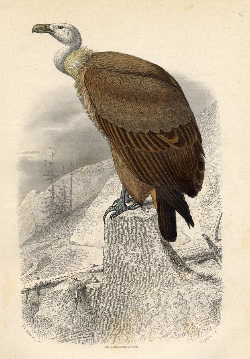 Fawn Vulture, kaiverrus Paquien tekijältä Edouard Travies