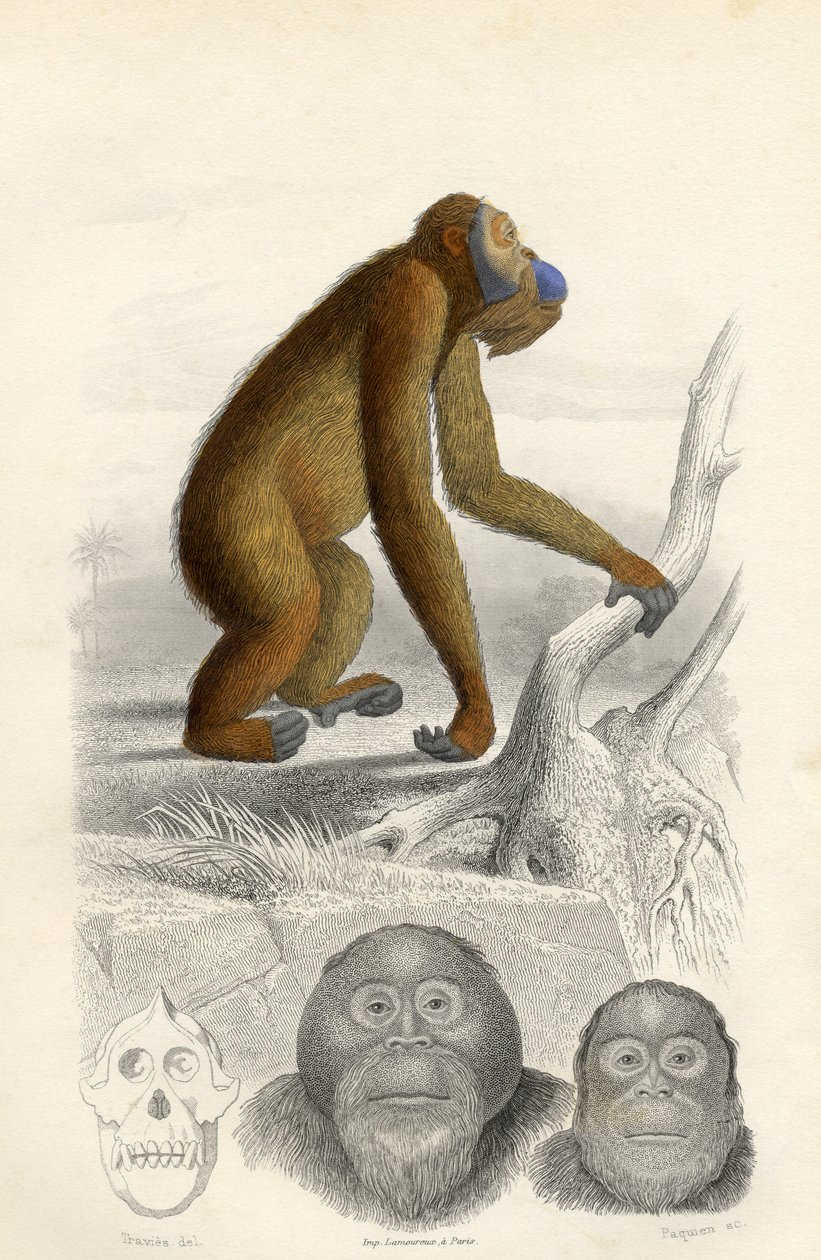 Orangutan, kaivertanut Paquien tekijältä Edouard Travies