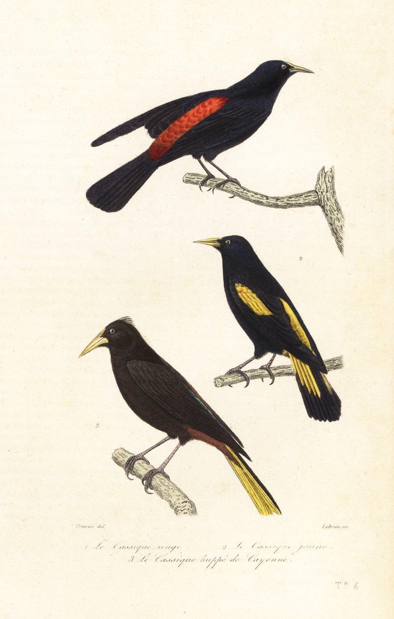 Cacique-lajit ja harjainen oropendola. tekijältä Edouard (after) Travies