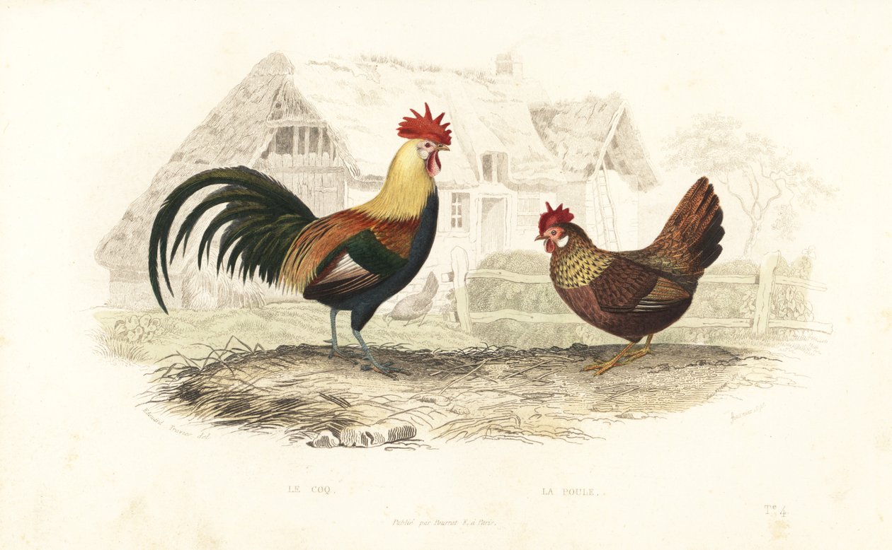 Kukko ja kana, Phasianus gallus. tekijältä Edouard (after) Travies