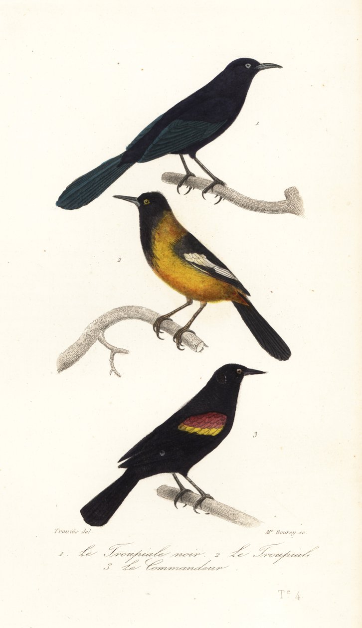 Suur-Antillien grackle, Audubonin oriole ja punasiipinen musta tekijältä Edouard (after) Travies