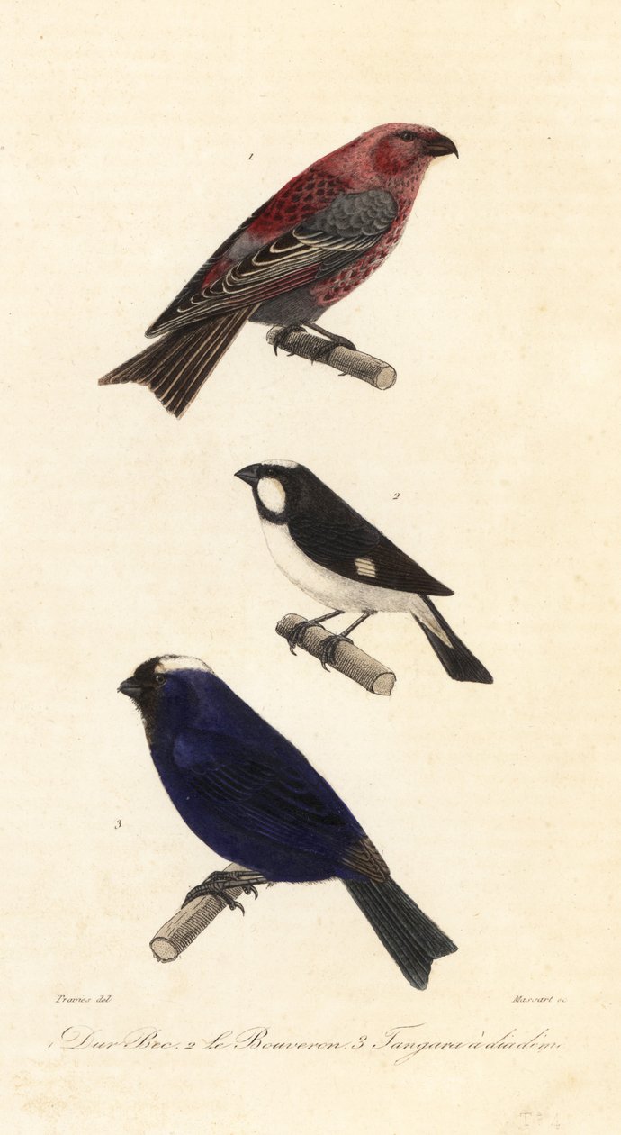 Mäntypikka, vuorattu kylvökone ja diadeed-tanager. tekijältä Edouard (after) Travies