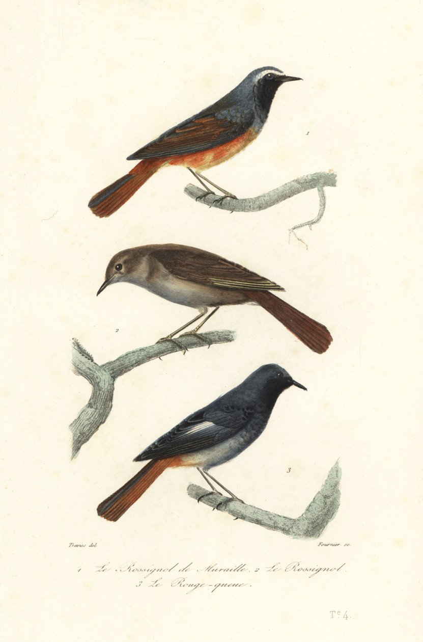 Redstart, sammas satakieli ja musta punatähti. tekijältä Edouard (after) Travies