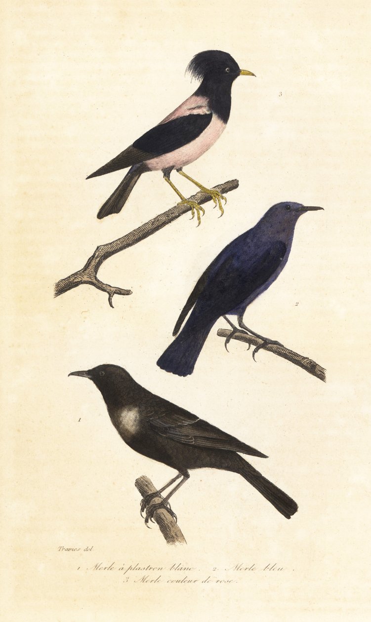Ring ouzel, sininen kivirastas ja ruusuinen kottarainen. tekijältä Edouard (after) Travies