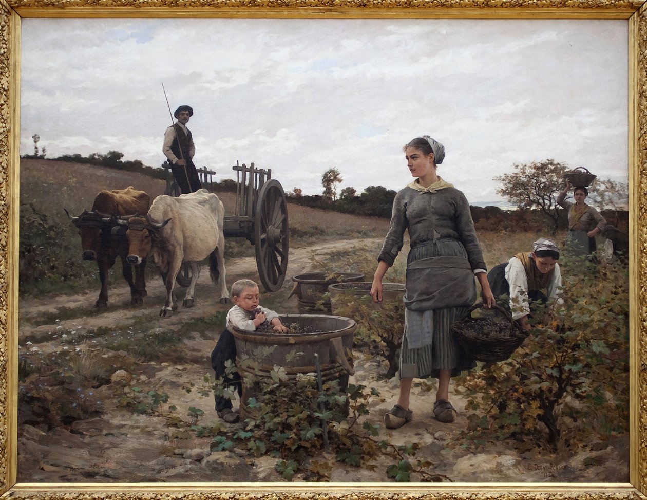Viiniköynnöksen kulma; Languedoc. Maaseutumaisema, jossa mies kärryssä, naiset poimivat rypäleitä ja lapsi syö korjattuja hedelmiä. Edouard Debat Ponsanin (1847-1913) maalaus Öljy kankaalle tekijältä Edouard Debat Ponsan
