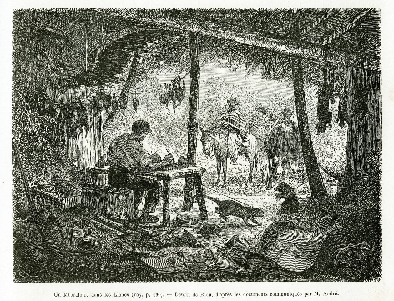 Taksidermian laboratorio neitsytmetsässä Llanosin alueella (Kolumbia), Rioun piirustus kuvaamaan tarinaa Equinoxiale Americasta (Kolumbia, Ecuador, Peru) vuosina 1875-1876, kirjoittanut Ed. andre, Ranskan hallituksen matkustusvastuumaksu. Engra tekijältä Edouard Riou