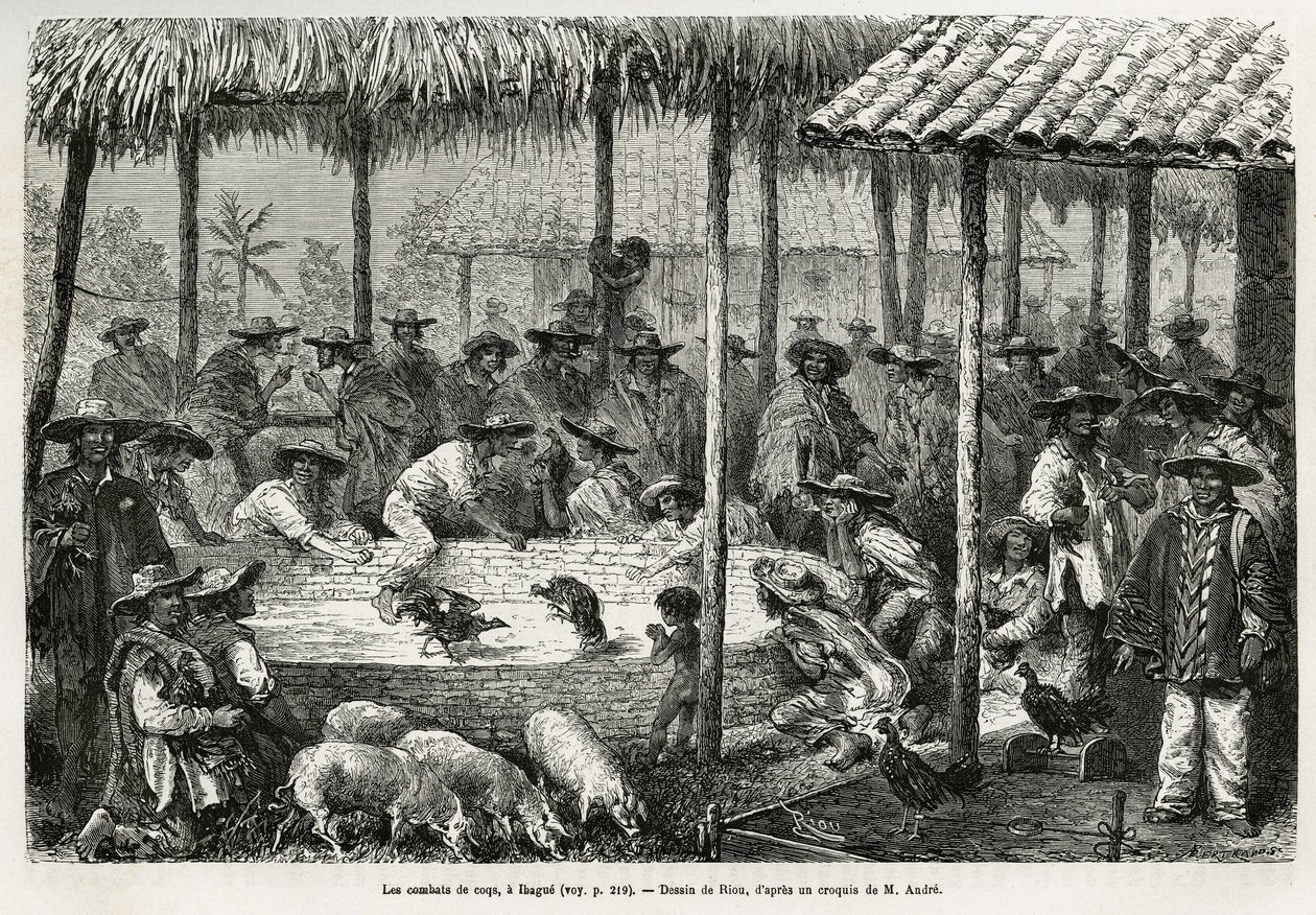 Kukotappelu ja katuanimaatio Ibaguessa (Kolumbia), Rioun piirustus kuvaamaan tarinaa Equinoxiale Americasta (Kolumbia, Ecuador, Peru), vuosina 1875-1876, kirjoittanut toim. andre, Ranskan hallituksen matkustusvastuumaksu. Kaiverrus kirjassa Le tour du mond tekijältä Edouard Riou