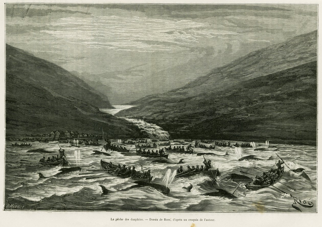 Delfiinien kalastus. Rioun kaiverrus tarinan havainnollistamiseksi Kuukausi Färsaarten saaristossa (Färsaaret, Tanska), H.Labonne, in le tour du monde 1887, ohjaaja Edouard Charton (1807-1890), Hachette, Pariisi. tekijältä Edouard Riou