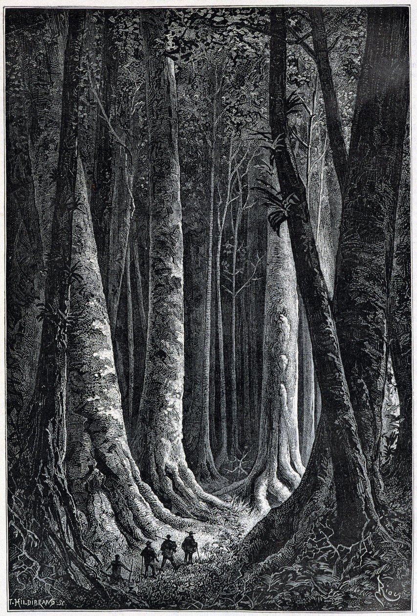 Ranskan Guayanan metsä, piirustus Riou, "" Le Tour du Monde", 2. sem. 1879. tekijältä Edouard Riou