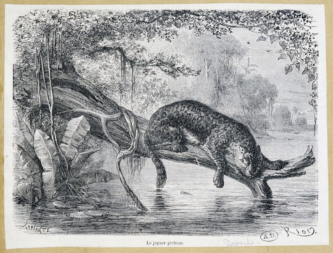 Jaguar katselemassa saalistaan puunrungolla veden yläpuolella - kaiverrus 1800-luvulta tekijältä Edouard Riou