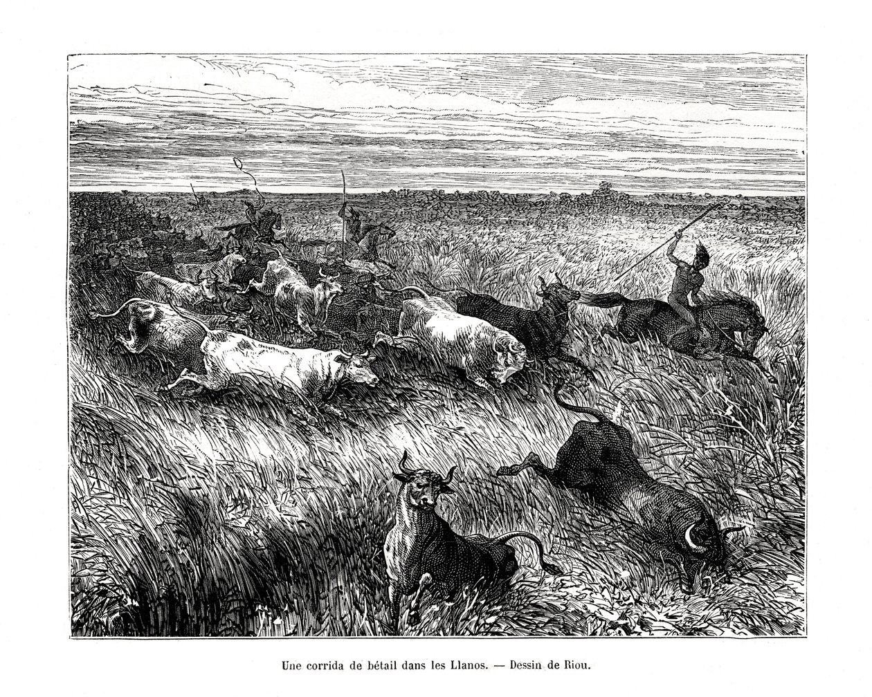 Karja, Los Llanos, Venezuela, 1800-luku tekijältä Edouard Riou