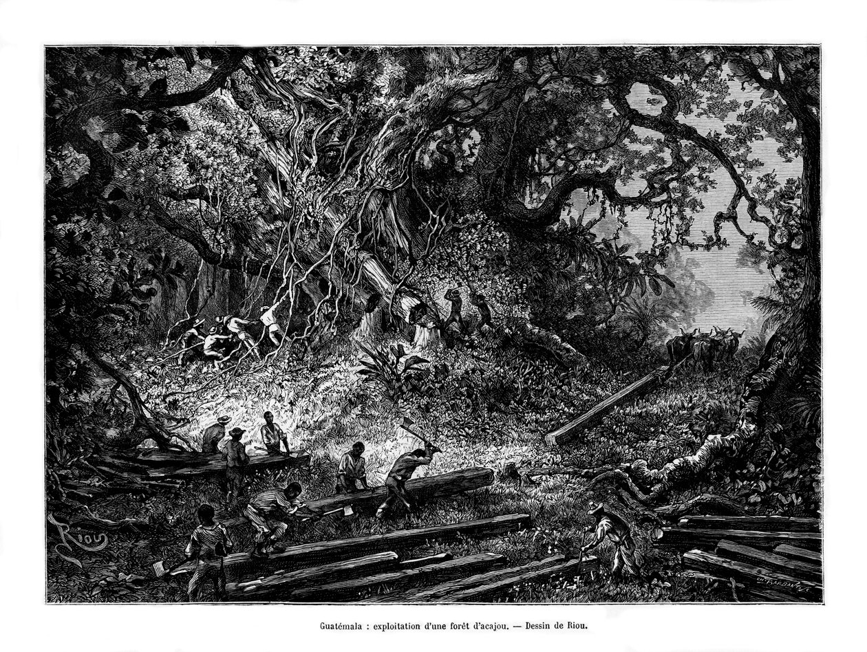 Mahonkipuiden hakkuut, Guatemala, 1800-luku tekijältä Edouard Riou
