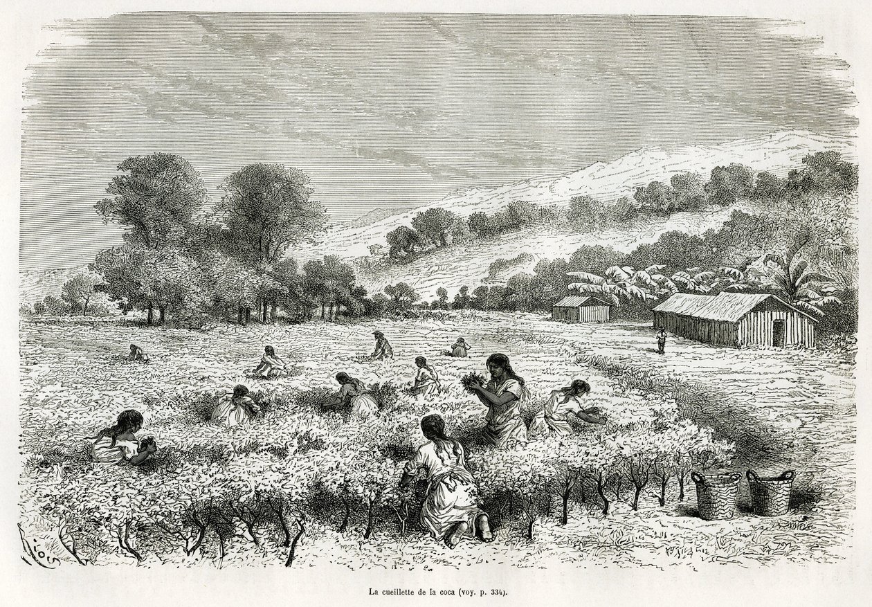 Coca-lehtien poimiminen Ituatan laaksossa, piirros E.Riou havainnollistamaan matkaa Titicacan alueella ja Ala-Perun itäosien laaksoissa, vuonna 1873 Paul Marcoy. Kaiverrus kirjassa Le tour du monde tekijältä Edouard Riou