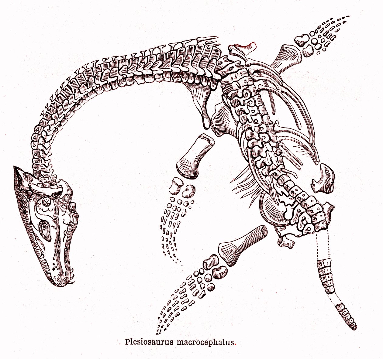 Plesiosaurus macrocephalus tekijältä Edouard Riou