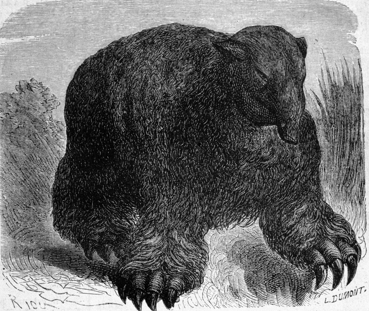 Esihistoria: esitys megateriumista (norsuperheen maallinen laiska). Kaiverrus Edouard Riou (1833-1900) 1800-luvun lopulta. tekijältä Edouard Riou