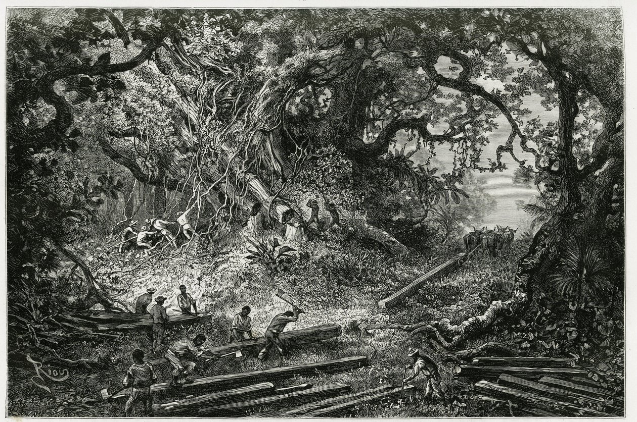 Mahonkipuun hyödyntäminen Andien metsissä. Rioun kaiverrus havainnollistamaan arkeologin ja valokuvaajan Desire Charnayn (1828-1915) tarinaa "Matka Yucataniin ja Lacandonien maahan" vuonna 1882. Julkaistu Tour du monde noussa tekijältä Edouard Riou
