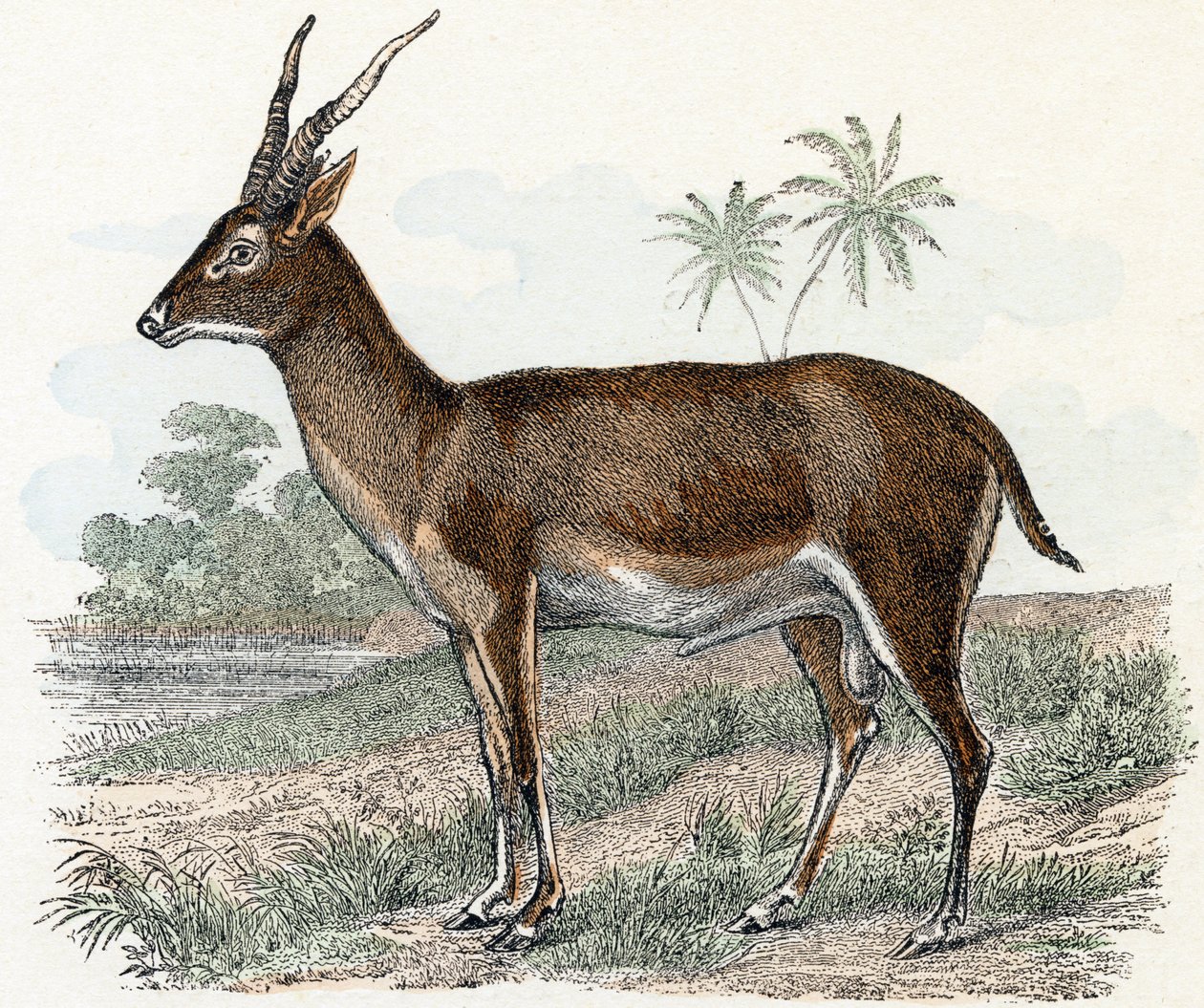 Antiloopi elokuvasta Animals Illustrated Alphabet tekijältä Edouard Travies