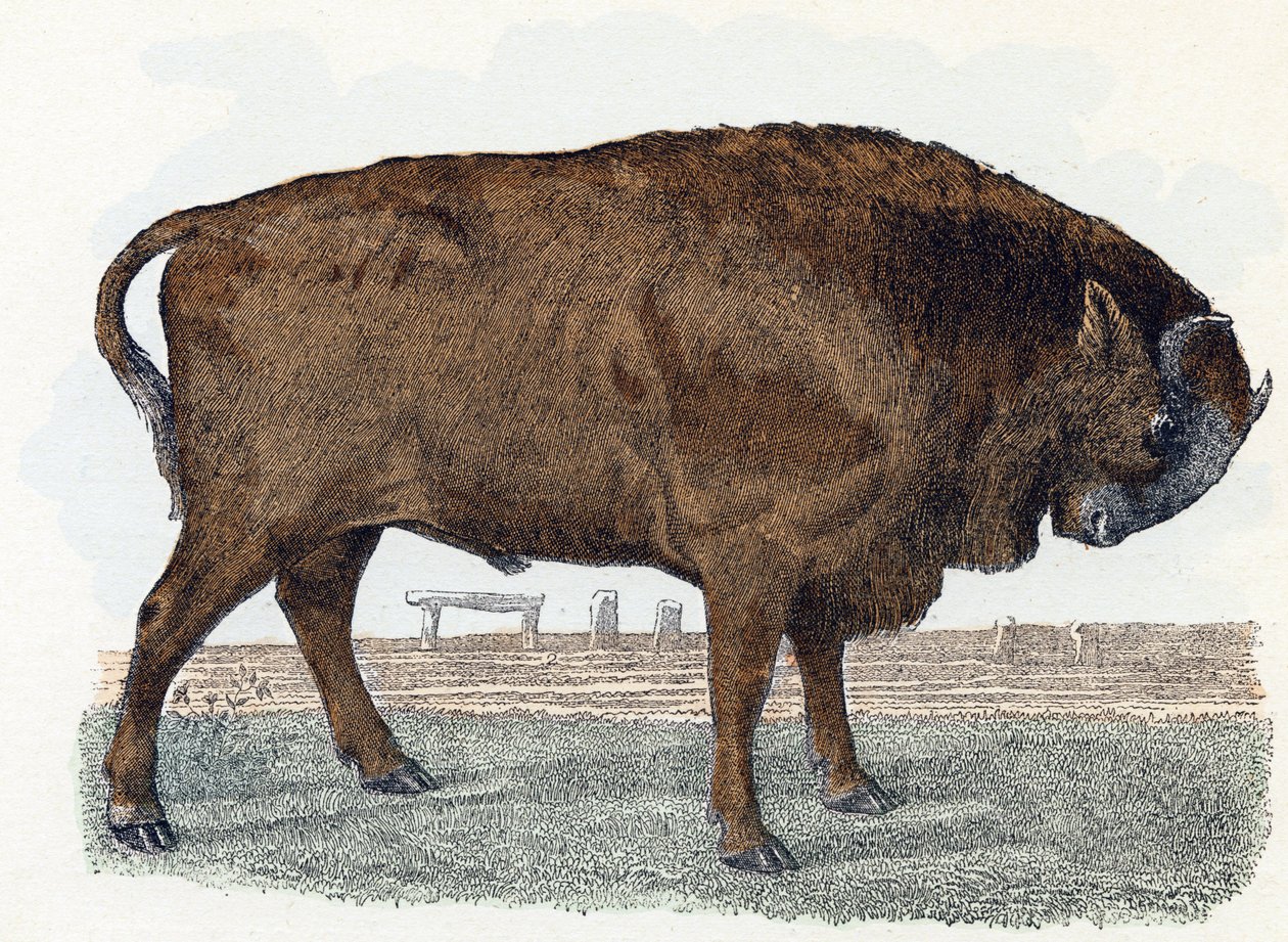Aurochit (urauch tai auroch) - "Aakkoset kuvaavat eläimiä" 1800-luku (kaiverrus) tekijältä Edouard Travies