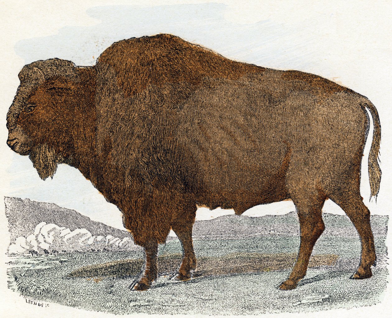 Bison elokuvasta Animals Illustrated Alphabet tekijältä Edouard Travies