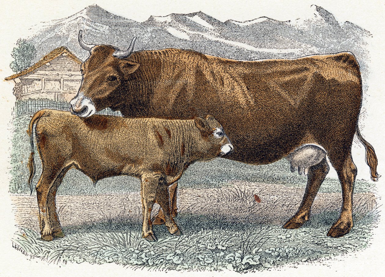 Vasikka lehmä - ”Aakkoset kuvaavat eläimiä” 1800-luku (kaiverrus) tekijältä Edouard Travies