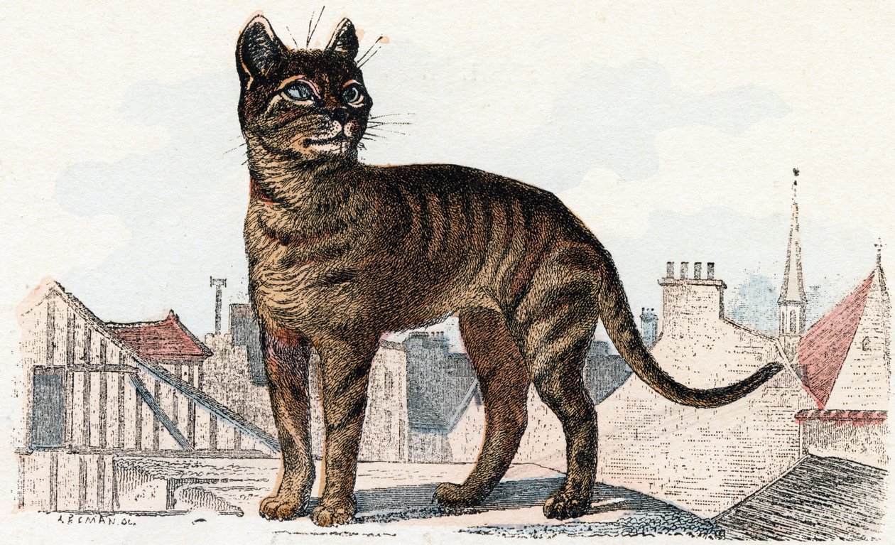 Kissa "Animals Illustrated Alphabetista" tekijältä Edouard Travies