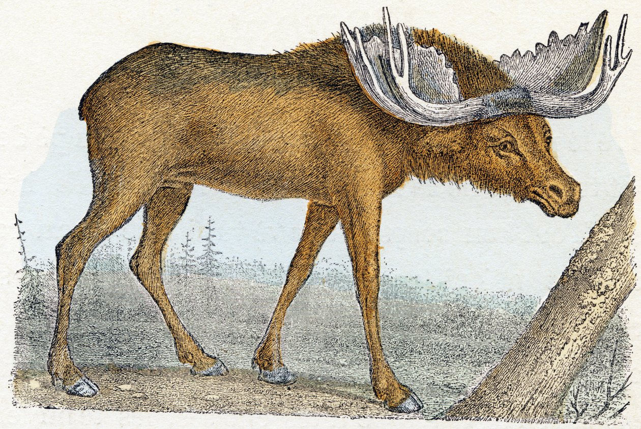 Elan- ”Aakkoset kuvaa eläimiä” 1800-luku (kaiverrus) tekijältä Edouard Travies